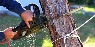 Best Tree Risk Assessment  in Stroville, CA