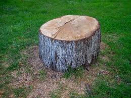 Best Commercial Tree Services  in Stroville, CA