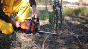 Best Stump Grinding and Removal  in Stroville, CA