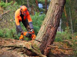 Best Hazardous Tree Removal  in Stroville, CA