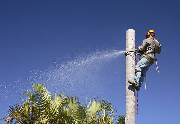  Stroville, CA Tree Care Pros