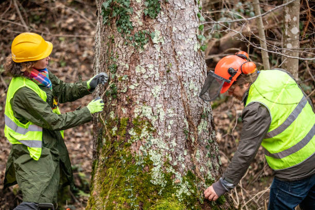 Best Tree Health Inspection  in Stroville, CA