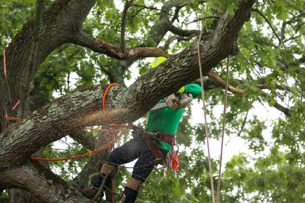 Best Root Management and Removal  in Stroville, CA