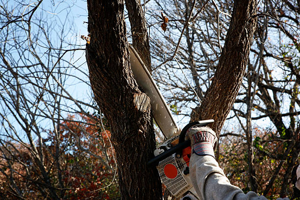 Castroville, CA Tree Care Company