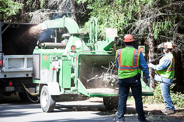 Best Firewood Processing and Delivery  in Stroville, CA