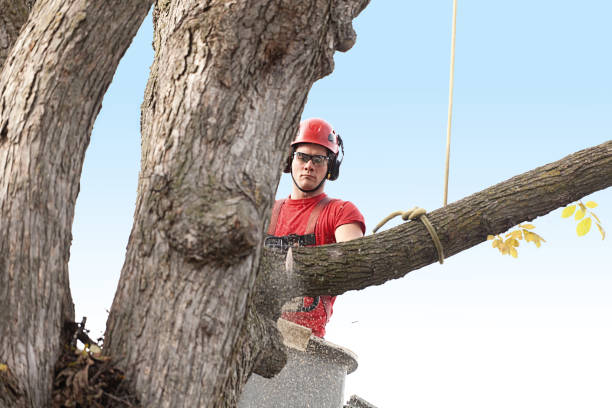  Stroville, CA Tree Care Pros